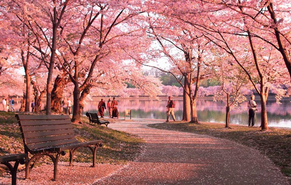 Ngỡ ngàng mùa xuân ở Mỹ Ngỡ ngàng mùa xuân ở Mỹ